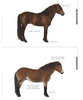 HORSES OF THE WORLD