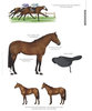 HORSES OF THE WORLD