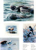 LARS JONSSON'S BIRDS: Paintings From a Near Horizon