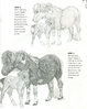 FUNDAMENTALS OF DRAWING HORSES