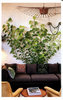 INSPIRED HOUSEPLANT: Transform Your Home with Indoor Plants