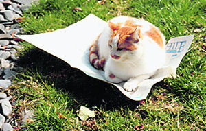 A wise cat reading Bibliophile!\\n\\n10/02/2011 14:32