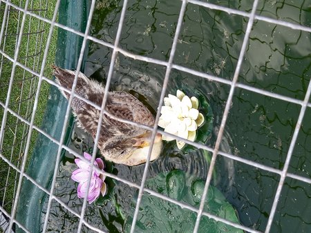 This is Daphne the Duck, She was rescued by Vicky when she went out for a walk. Daphne was found in a white storage box on wall with a note attached saying Take me\\n\\n05/07/2021 13:25