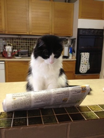 I just thought I'd share this photo of Jasper reading your latest catalogue. We have long enjoyed books from Bibliophile but apparently we have a new enthusiast in the family.\\n\\n10/04/2013 11:35