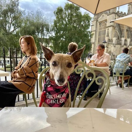 Born August 2012, our Annie's whippet Lottie celebrates her 10th birthday in style in Bath!\\n\\n31/08/2022 19:18