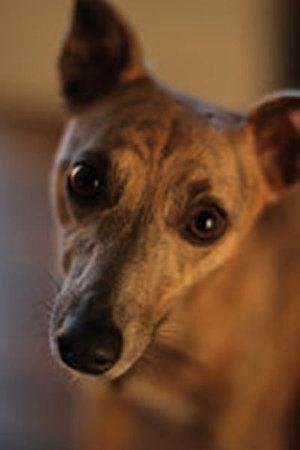 Lucky Lottie, our editor Annie's brindle Whippet.\\n\\n10/07/2014 14:44