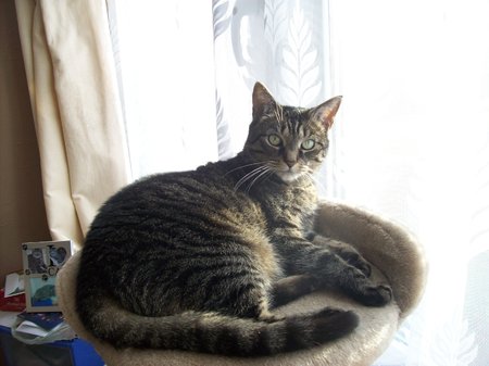 Pebbles Turner is a Silver Tabby and is coming up to 12 years old on the 25th July. Pebbles is an indoor cat now due to her medical condition. She gets under our bed covers if wants cuddles. Chrissie\\n\\n27/08/2019 13:49