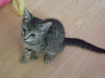 Our cataloguer Debbie's new kitten, Tiger!\\n\\n20/06/2019 18:38