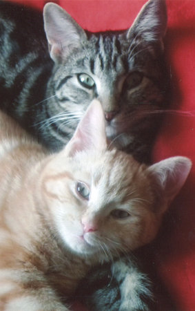 Willow & Rown Half brother & sister, great pets and great fun and company\\n\\n22/09/2014 09:04