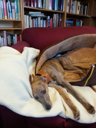 Eagle-eyed readers have spotted that we added "Plus Puppy" to our Introduction to catalogue 308. The new addition to the family is Lucky Lottie, our editor Annie and her husband's new brindle Whippet, pictured here hard "at work"!\\n\\n07/02/2013 11:53