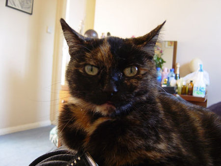 Nobby the famous Bibliophile cat was 20 years old when she passed away, Sept 2011\\n\\n10/02/2011 14:32